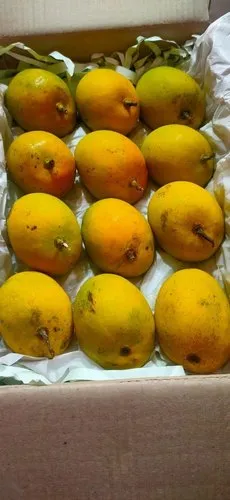 Fresh Mango